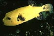 Golden Arothron Puffer Fish